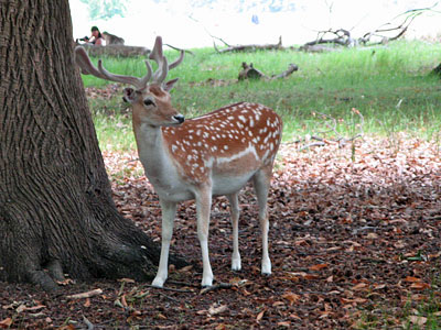 Deer in Richmond Park