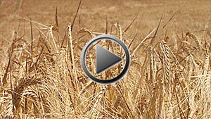 HAGO and Louise Harbert play Fields of Gold